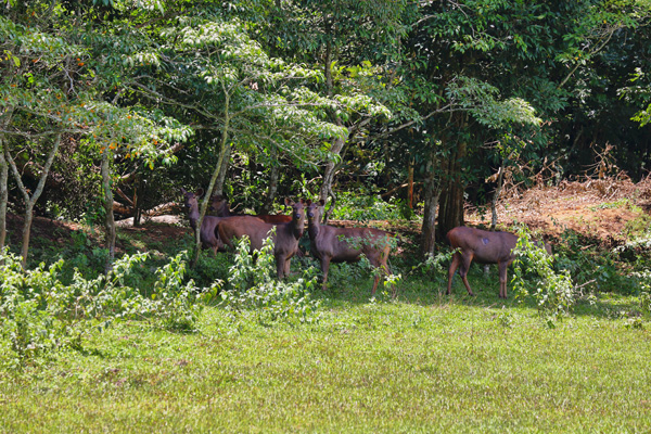 thekkady